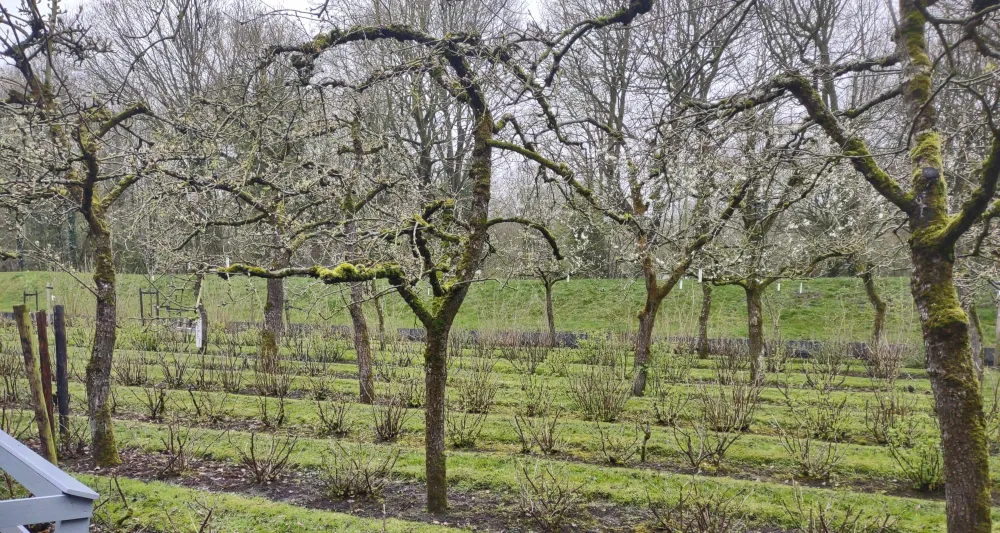 Rijen hoogstam met bessen bijgesneden