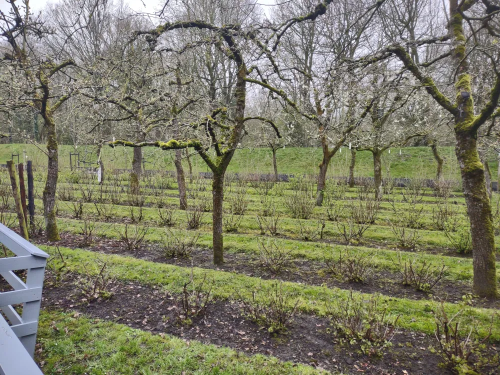 Rijen hoogstam met bessen