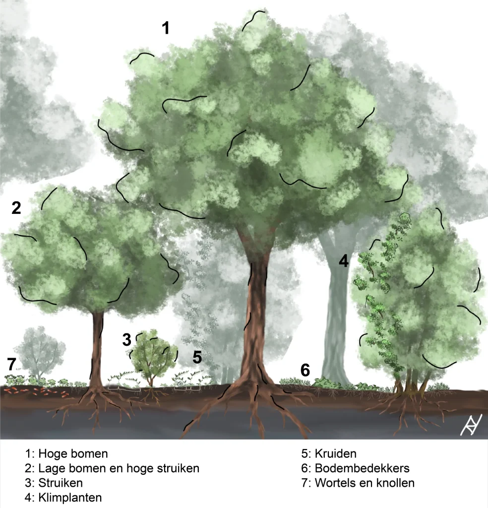 Voedselbos voorbeeld met nummers zondder outline